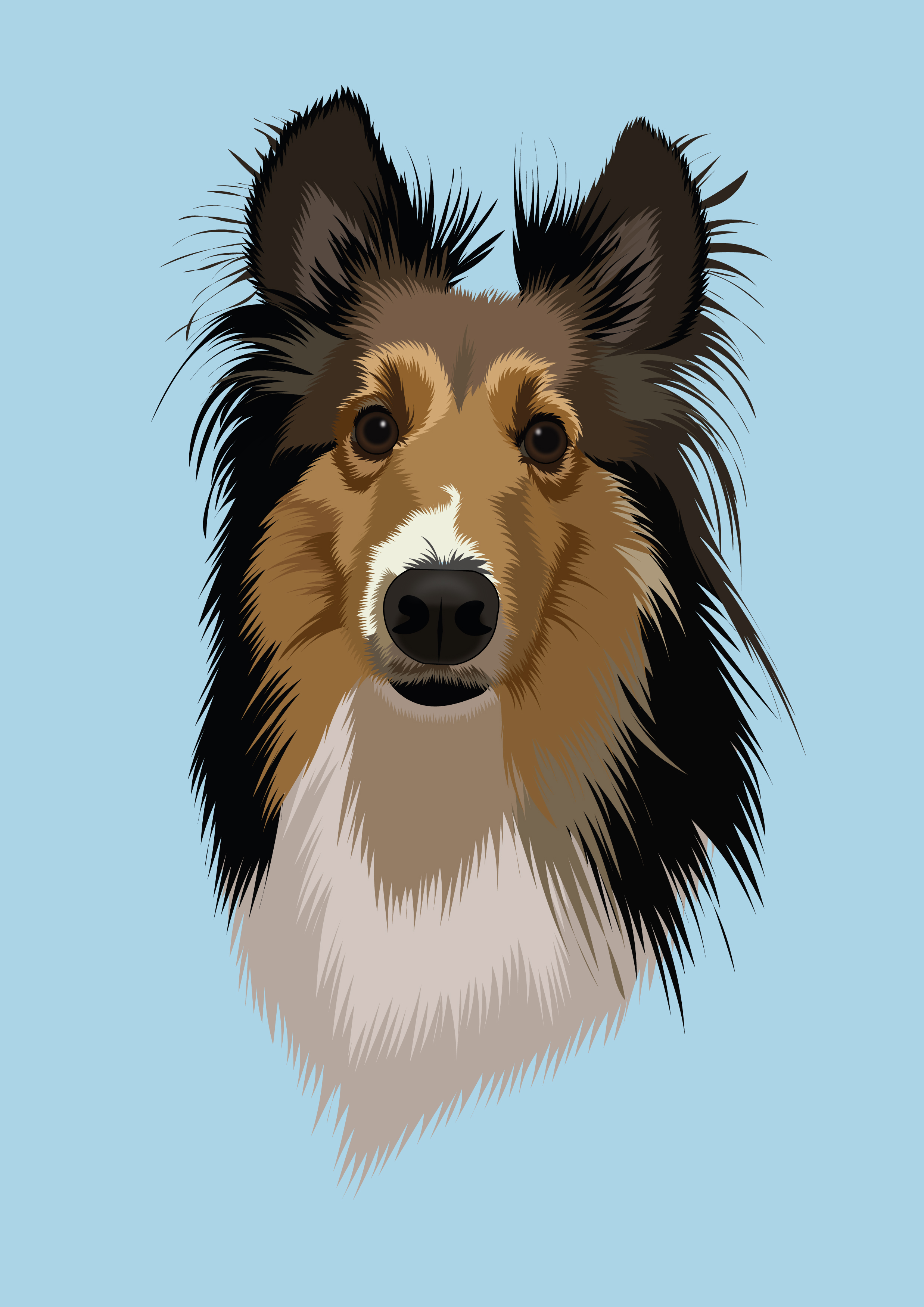Realistic tricolor Shetland Sheepdog vector portrait